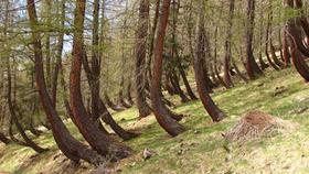 Reakce vegetace na pohyb na svahu - tzv. opilý les, Francie