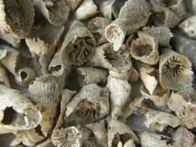 Silicifikovaní prvohorní korálnatci