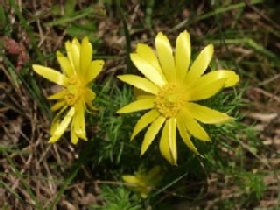 Adonis vernalis (hlaváček jarní)