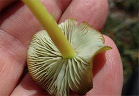 Umíte metodicky správně demonstrovat tuto houbu na přírodovědné exkuzi?