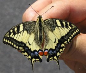 Exkurzní zastávka s otakárkem fenyklovým