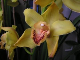 Cymbidium, Orchidaceae